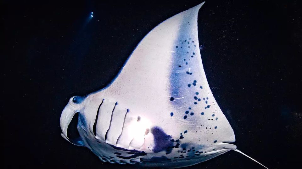 Kailua-Kona: Manta Ray Watching Nighttime Boat Trip - Experience Highlights