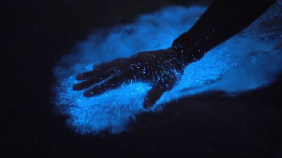 Orlando: Bioluminescence Kayak and Swim Adventure - Tour Experience