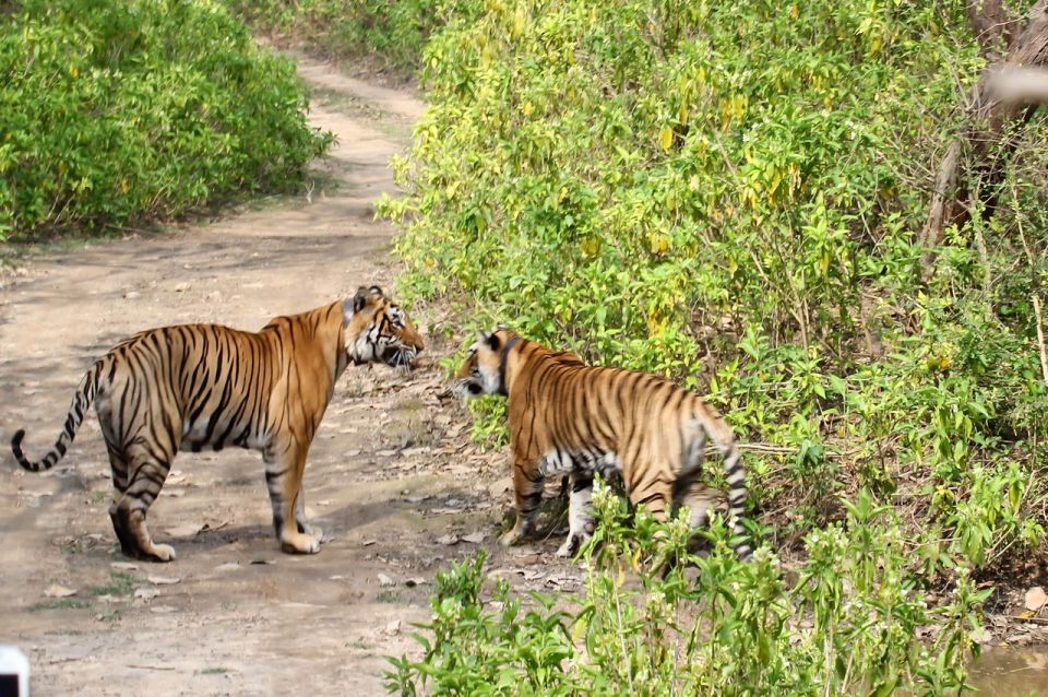 From New Delhi: 3-Day Sariska Tiger Reserve Private Tour - Includes