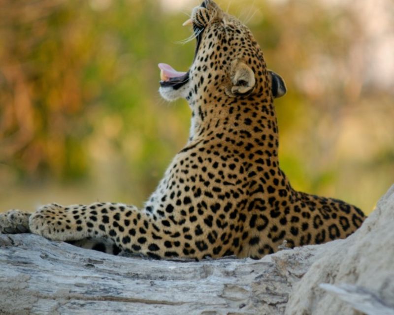 Jaipur: Private Jhalana Leopard Safari Tour - Sum Up