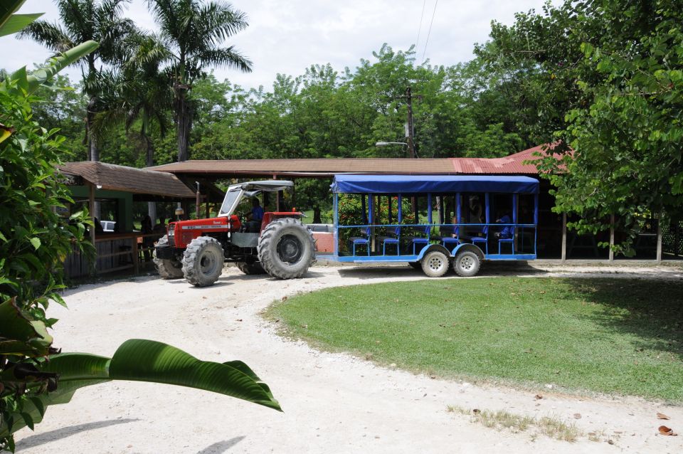 Jamaica: YS Falls and Black River Safari Day Tour - Booking Information