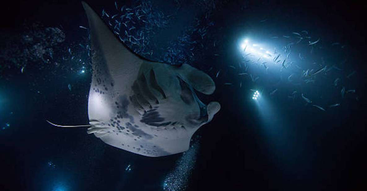 Kailua-Kona: Manta Ray Watching Nighttime Boat Trip - Customer Reviews