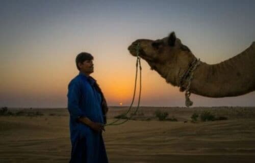 Dazzling Half Day Camel Safari Tour With Sunset at Dunes - Sunset Experience