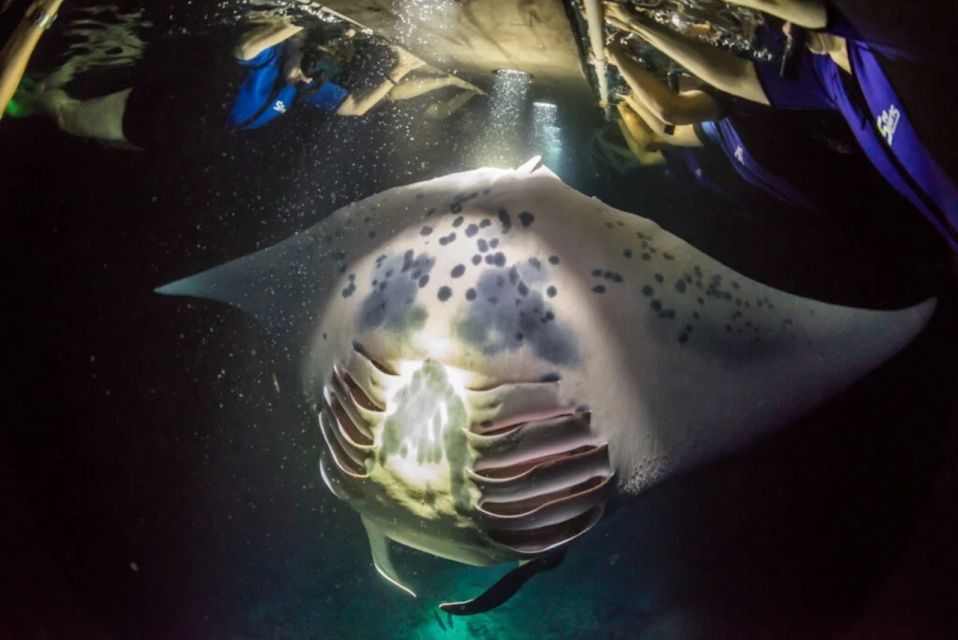 Kailua-Kona: Manta Ray Watching Nighttime Boat Trip - Important Information