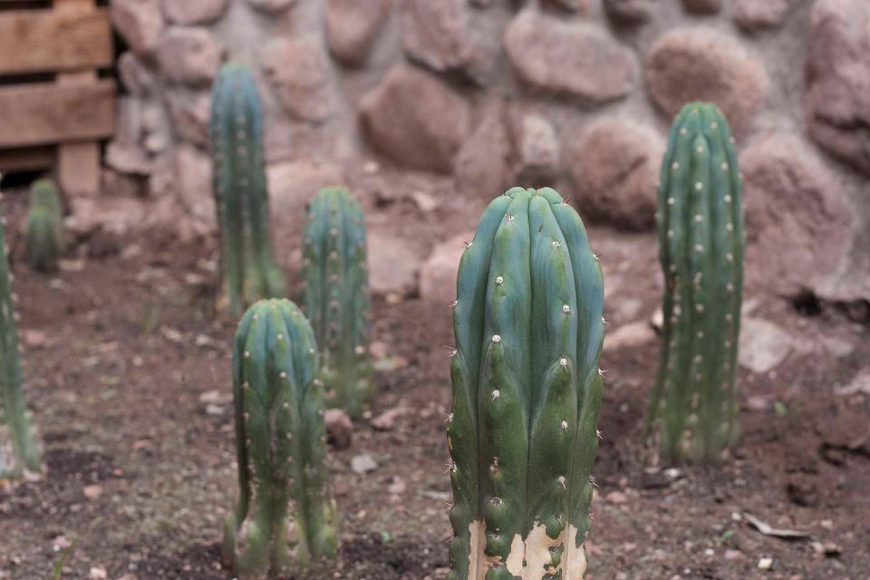 Wachuma or San Pedro Ceremony in Cusco - Inclusions Provided