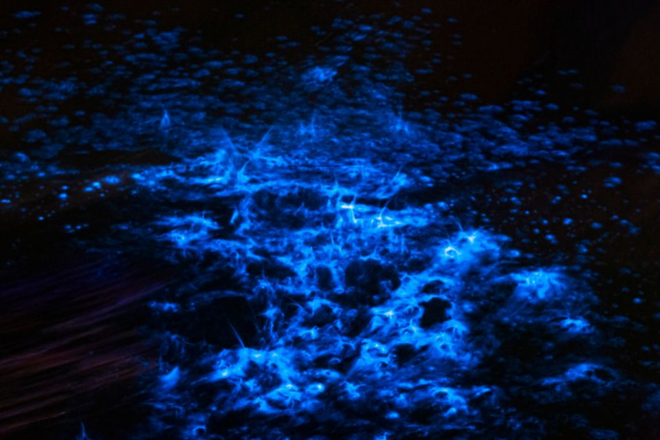 Orlando: Bioluminescence Kayak and Swim Adventure - Practical Information