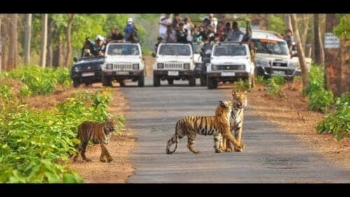 From Delhi: 3-Day Wildlife Trip to Jim Corbett National Park - Common questions