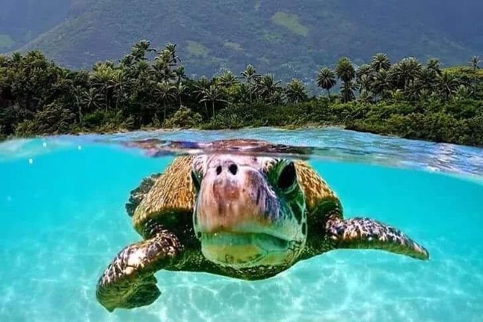 Circle Island: Swim With Turtles And Explore Paradise Oahu - Sum Up