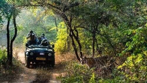 From Delhi: 3-Day Wildlife Trip to Jim Corbett National Park - Sum Up