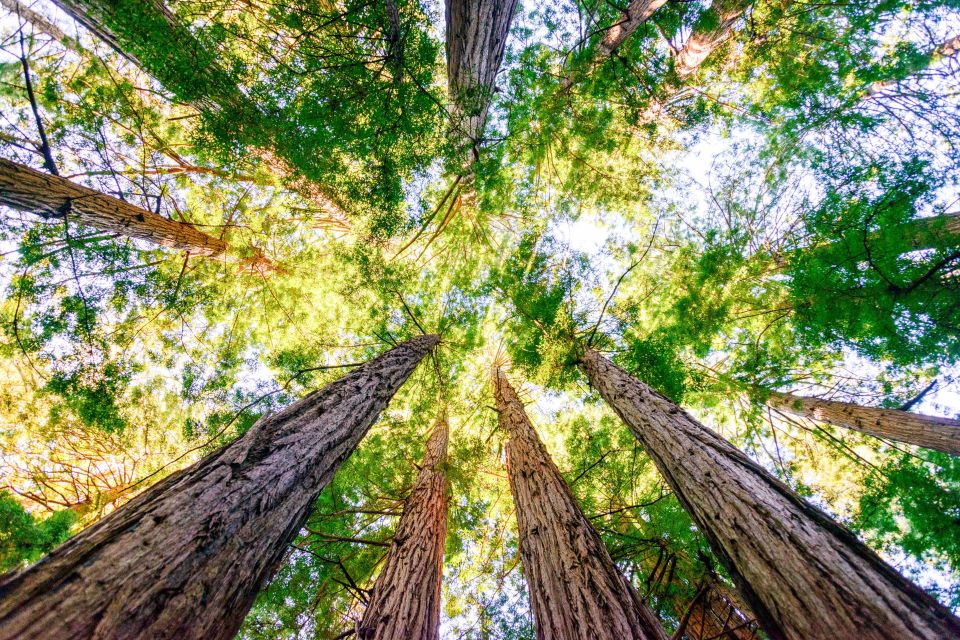 From San Francisco: Muir Woods Guided Bus Tour - Sum Up