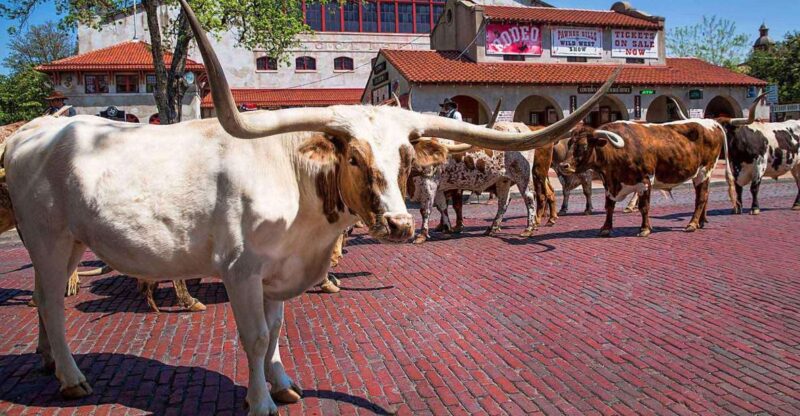 From Dallas: Fort Worth Guided Day Tour - Key Points