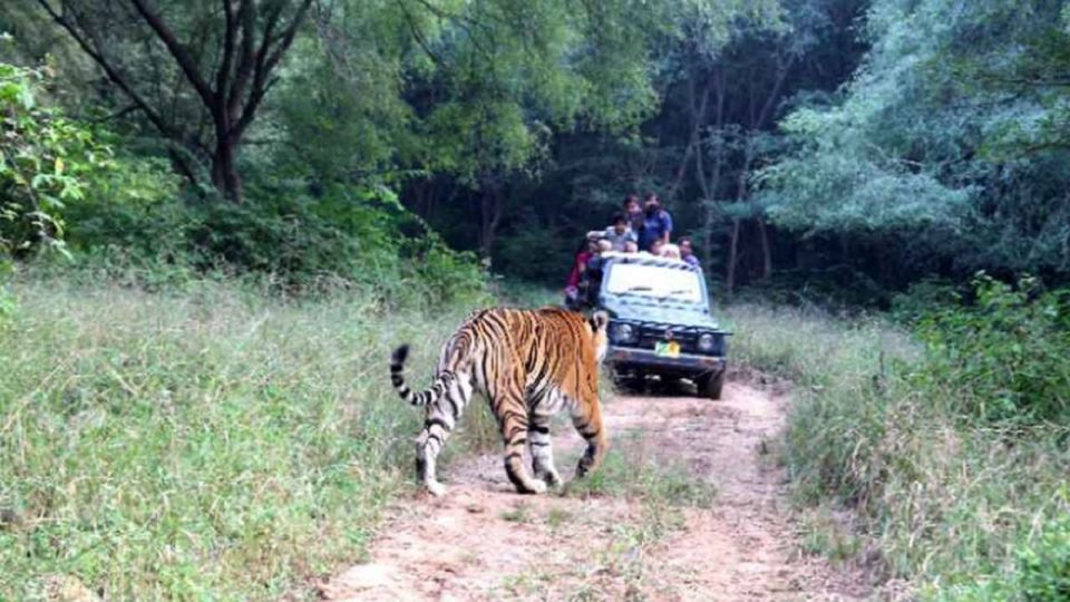 From New Delhi: 3-Day Sariska Tiger Reserve Private Tour - Key Points