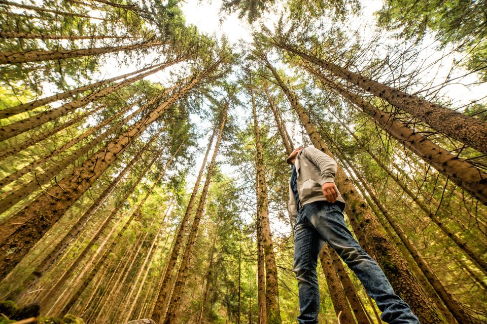 From San Francisco: Muir Woods Guided Bus Tour - Key Points