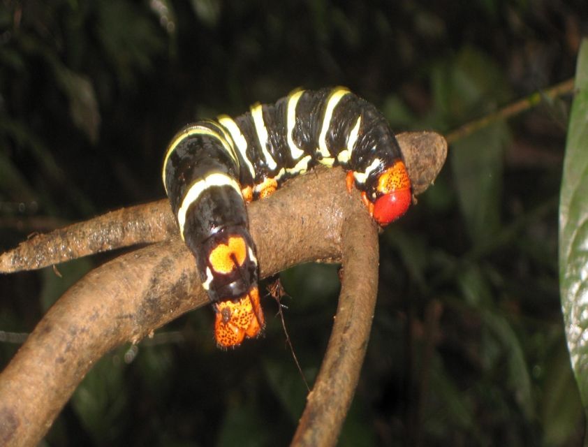 Iquitos (Perú): 3 Days Amazon Lodge By: Canopy Tours Iquitos - Key Points