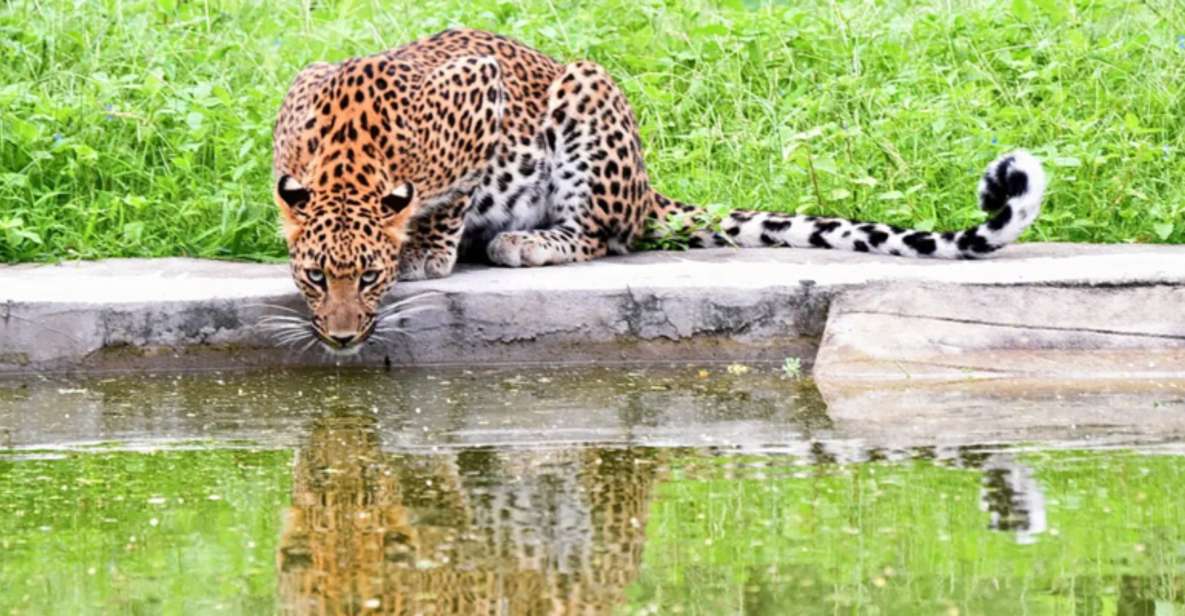 Jaipur: Private Jhalana Leopard Safari Tour - Tour Details