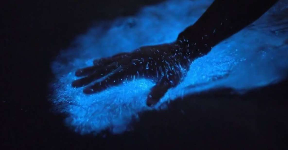 Orlando: Bioluminescence Kayak and Swim Adventure - Key Points