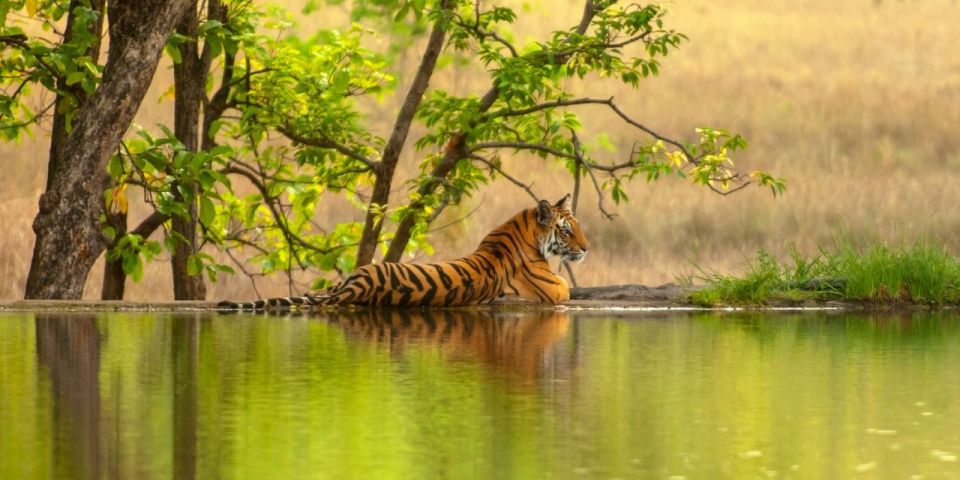 From Jaipur: Same Day Ranthambore Excursion - Excursion Details