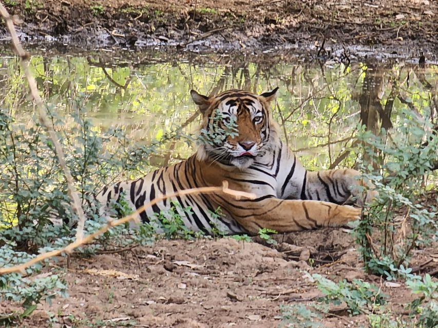 Jaipur to Ranthambore Day Trip - Trip Details