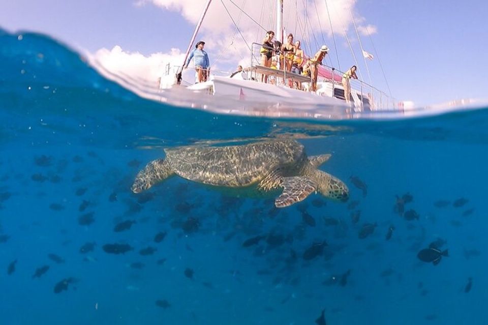 Oahu: Waikiki Turtle Snorkeling Adventure Cruise - Activity Details