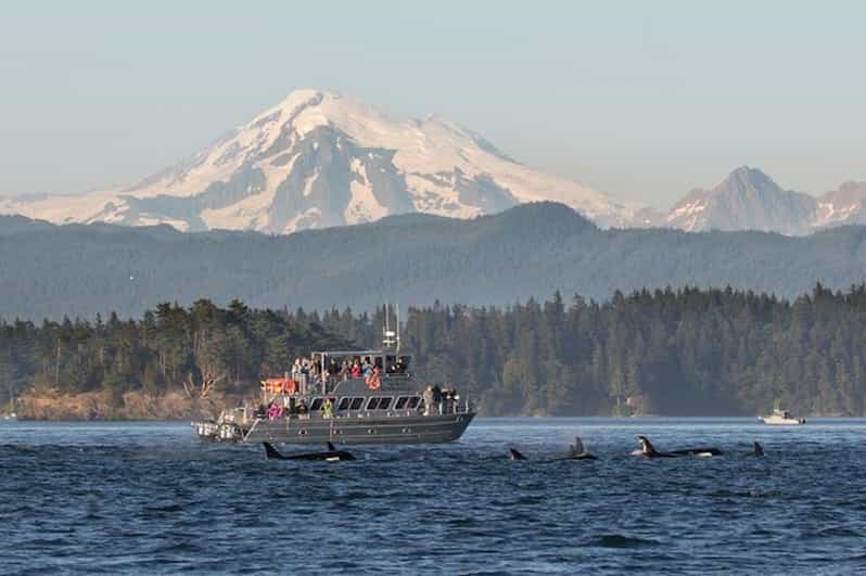 Orcas Island: Whale Watching Guided Boat Tour - Tour Details