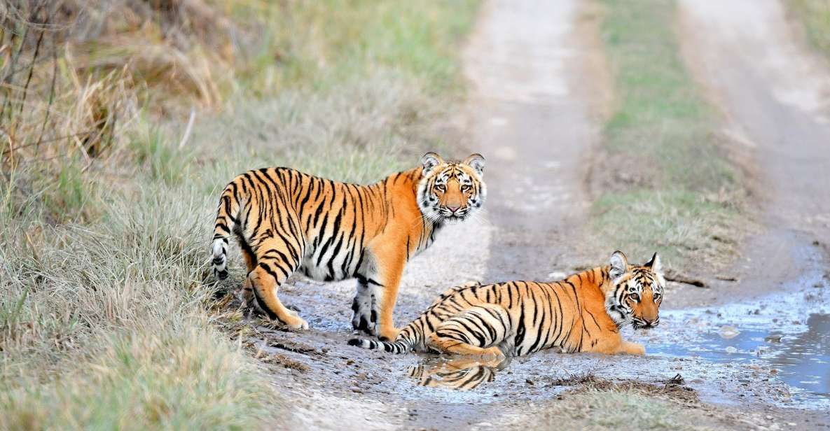 Skip The Line Access: Panna National Park Jungle Safari - Activity Details