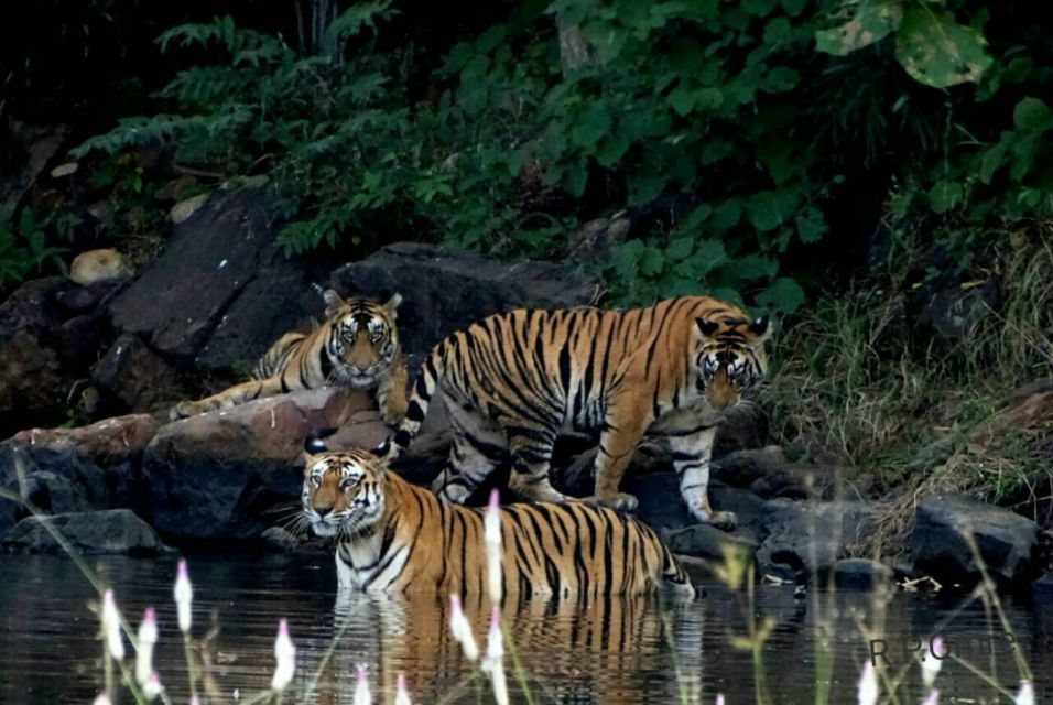 From Nagpur: Pench Wildlife Private Tour With Accommodation - Itinerary