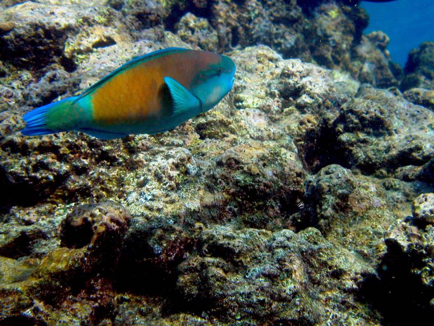 Maui: West Side Discovery Kayak & Snorkel From UKUMEHAME - Experience