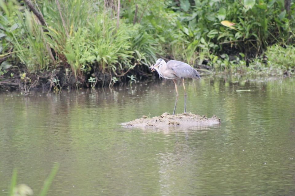 New Orleans: 10 Passenger Airboat Swamp Tour - Duration and Group Size