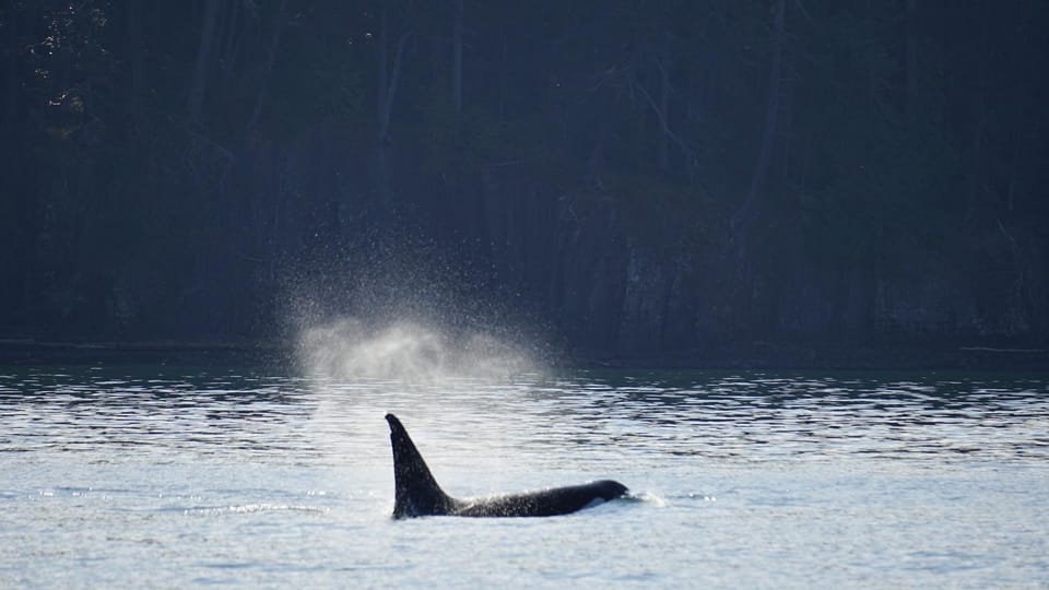 Orcas Island: Whale Watching Guided Boat Tour - Tour Description