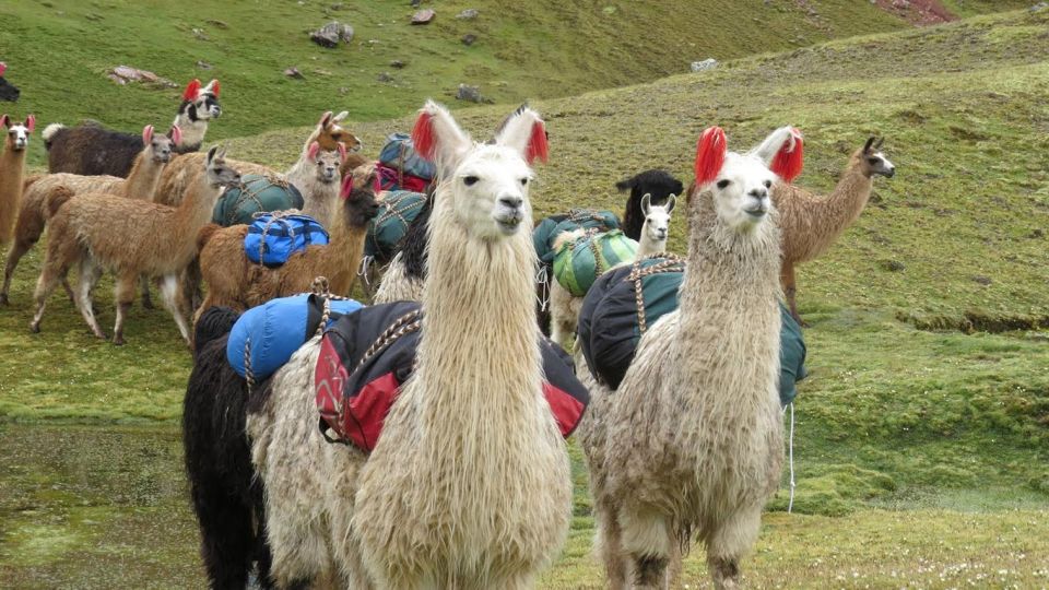 From Cusco: Machu Picchu and Rainbow Mountain 2-Day Tour - Inclusions