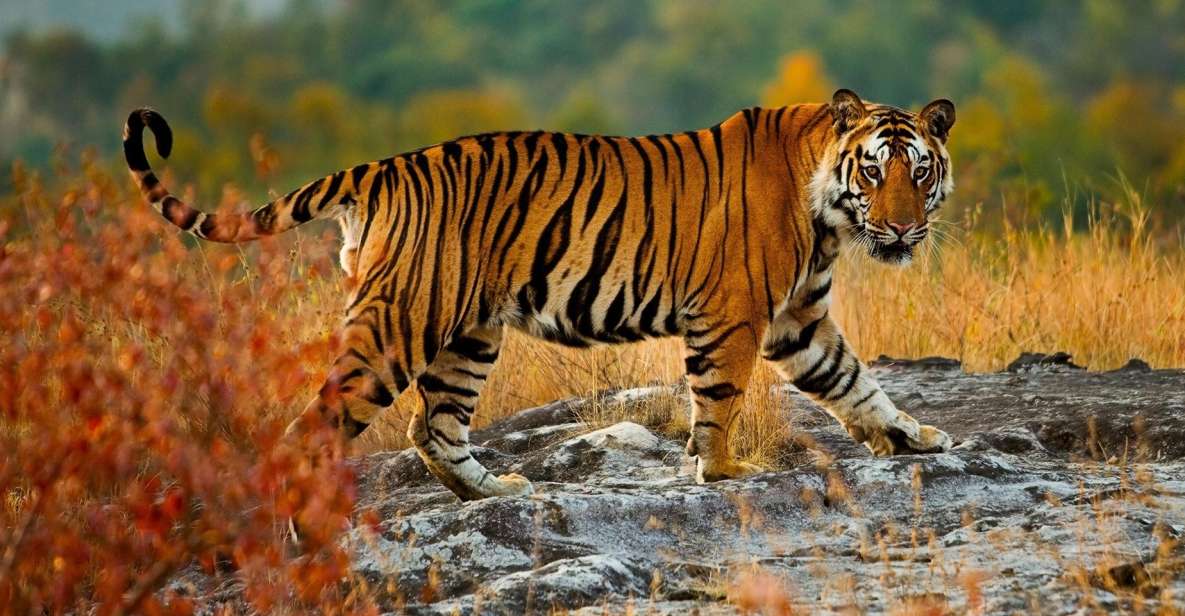 From Delhi: 5-Day Tiger Safari & Golden Triangle Tour - Booking Details