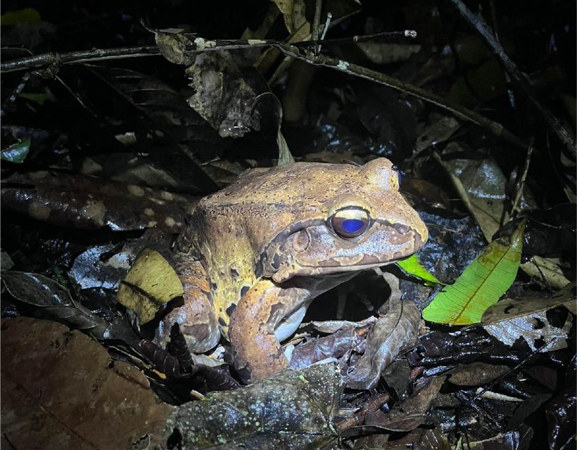 Iquitos: 4 Days and 3 Nights | Yanayacu River Expedition - Expedition Highlights and Features