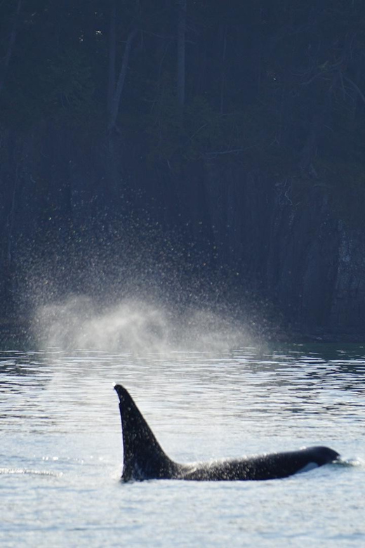 Orcas Island: Whale Watching Guided Boat Tour - Inclusions