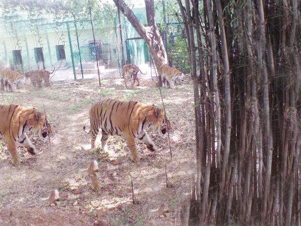 Private Bannerghatta National Park Day Excursion - Safari Experience and Highlights