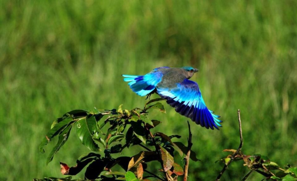 Skip The Line : Nahargarh Biological Park Tour, Jaipur - Activities