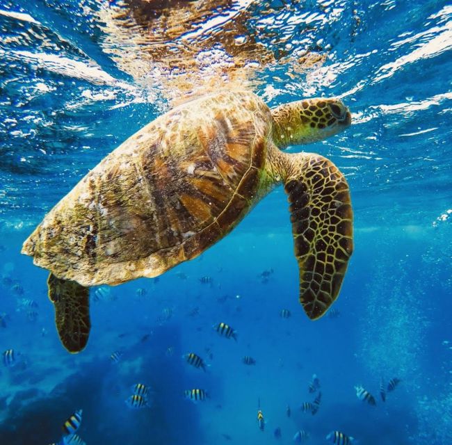 Oahu : Waikiki Sailing Turtle Snorkeling in Small Groups - Cancellation Policy and Additional Info