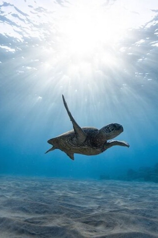 Oahu: Waikiki Turtle Snorkeling Adventure Cruise - Important Information