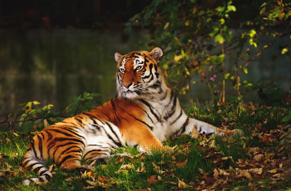 From Nagpur: Pench Wildlife Private Tour With Accommodation - Sum Up