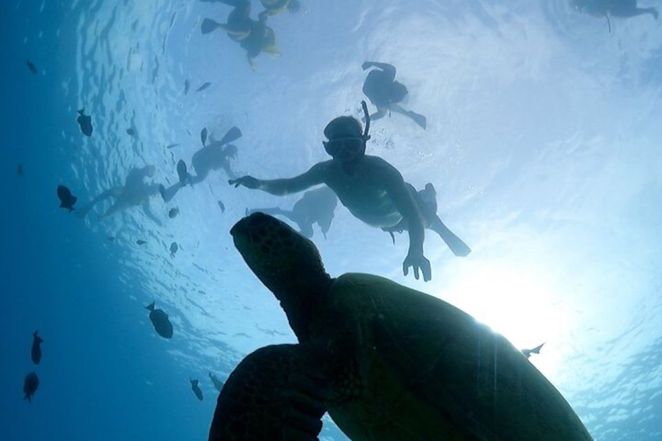 Oahu: Waikiki Turtle Snorkeling Adventure Cruise - Expert Guidance for Snorkeling