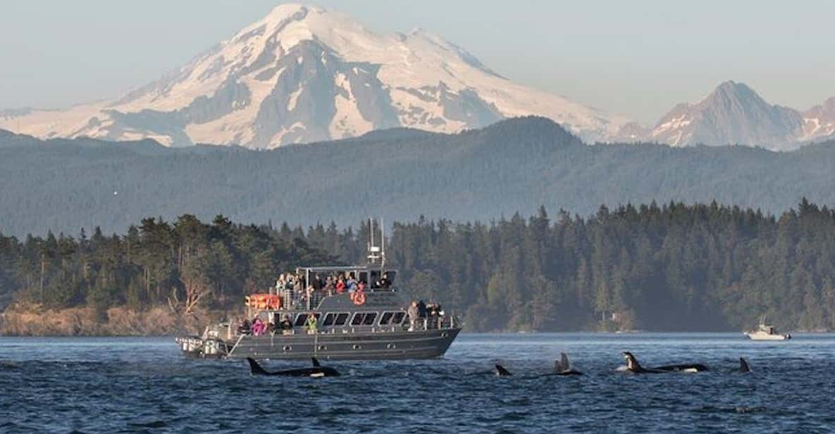 Orcas Island: Whale Watching Guided Boat Tour - Important Information