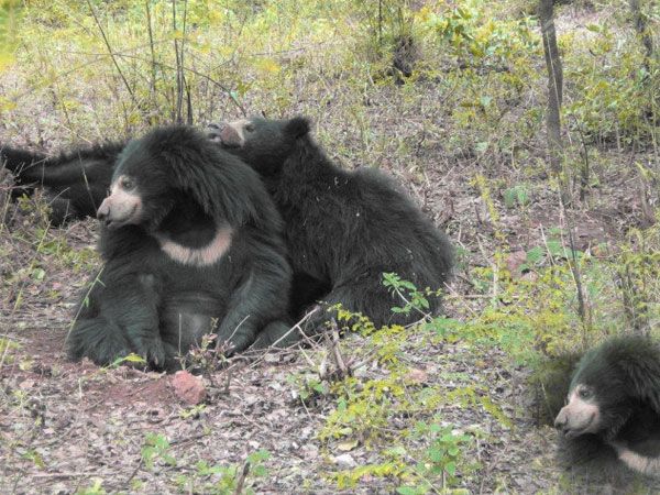 Private Bannerghatta National Park Day Excursion - Sum Up