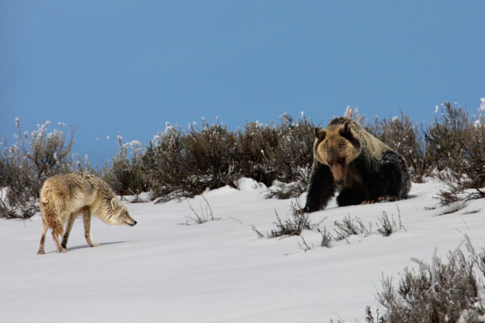 Yellowstone National Park: Self-Driving Audio Guided Tour - Inclusions and App Features