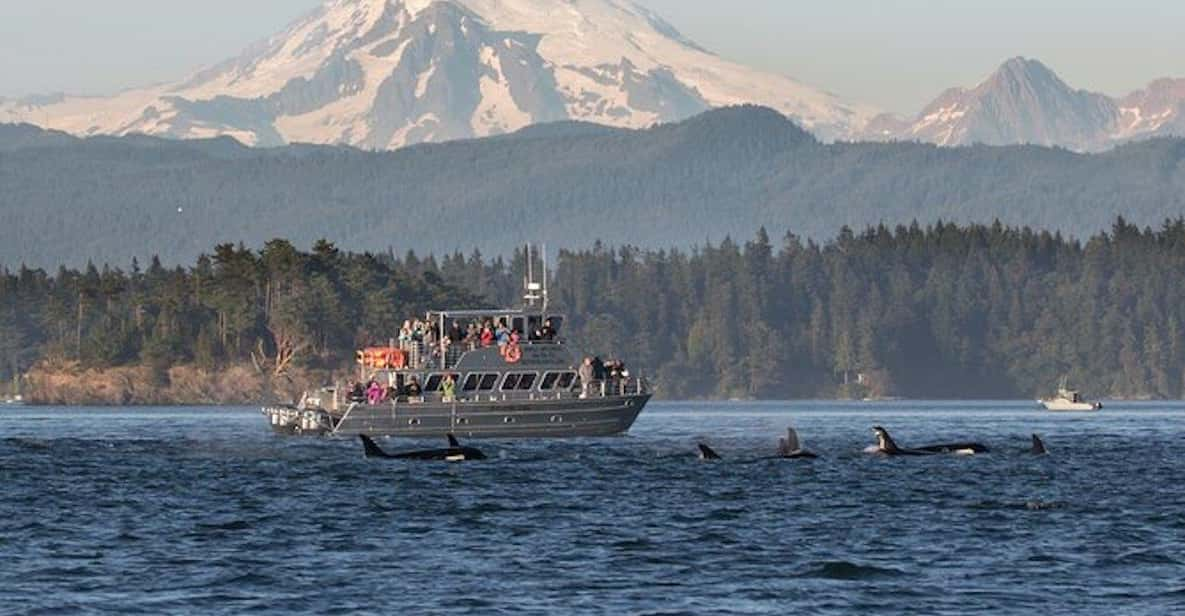 Orcas Island: Whale Watching Guided Boat Tour - Common questions