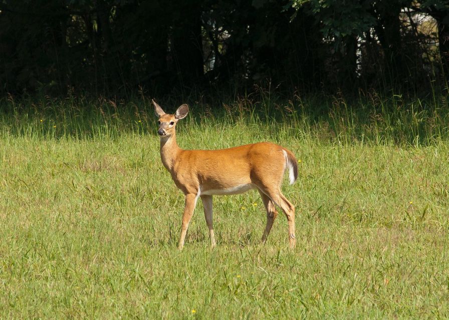 Skip The Line Access: Panna National Park Jungle Safari - Location & Area