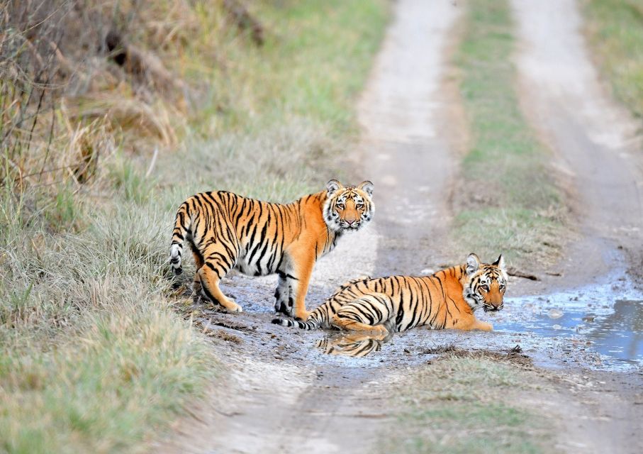 Skip The Line Access: Panna National Park Jungle Safari - Biodiversity Highlights