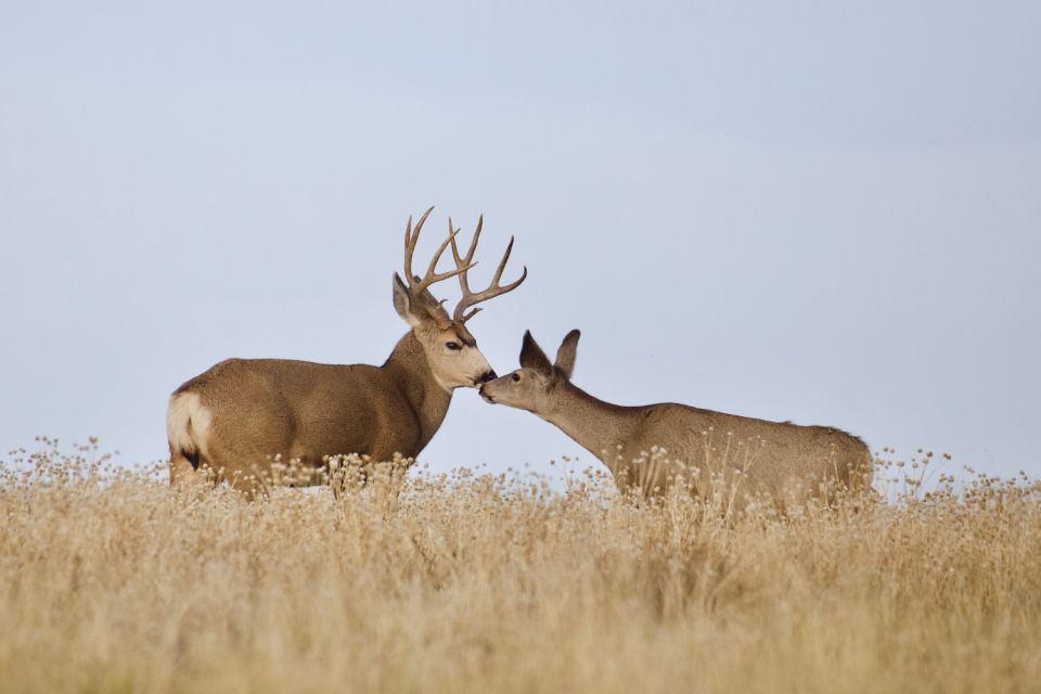 Yellowstone National Park: Self-Driving Audio Guided Tour - Customer Reviews and Testimonials