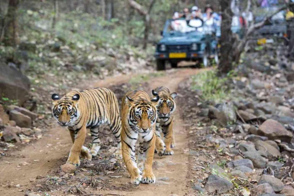 From Delhi: 6-Day Golden Triangle & Ranthambore Tiger Safari - Common questions