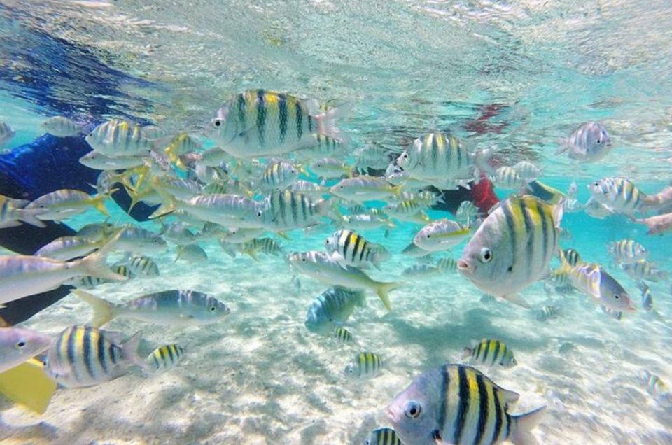 Bahía De Las Aguilas: Beach Day Trip by Boat