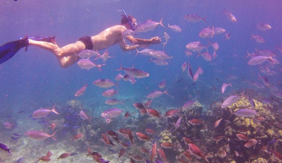 Catalina Island Snorkeling Dominican Republic