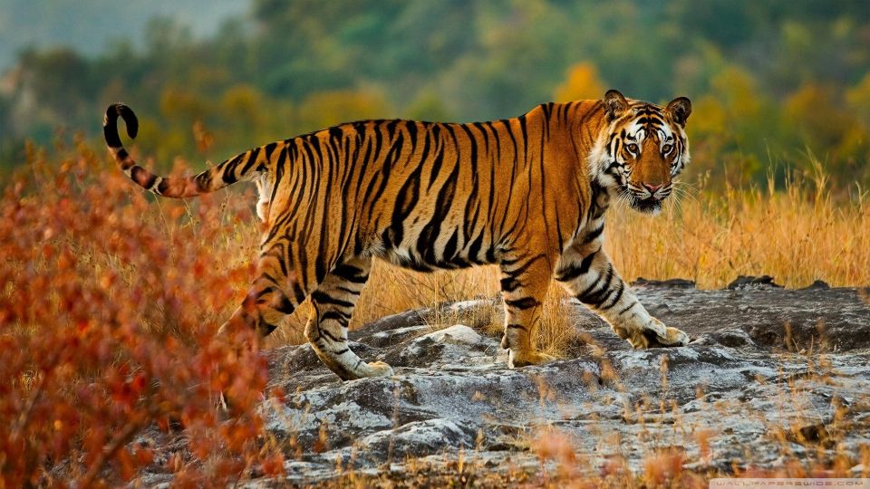 From Delhi: 5-Day Tiger Safari & Golden Triangle Tour